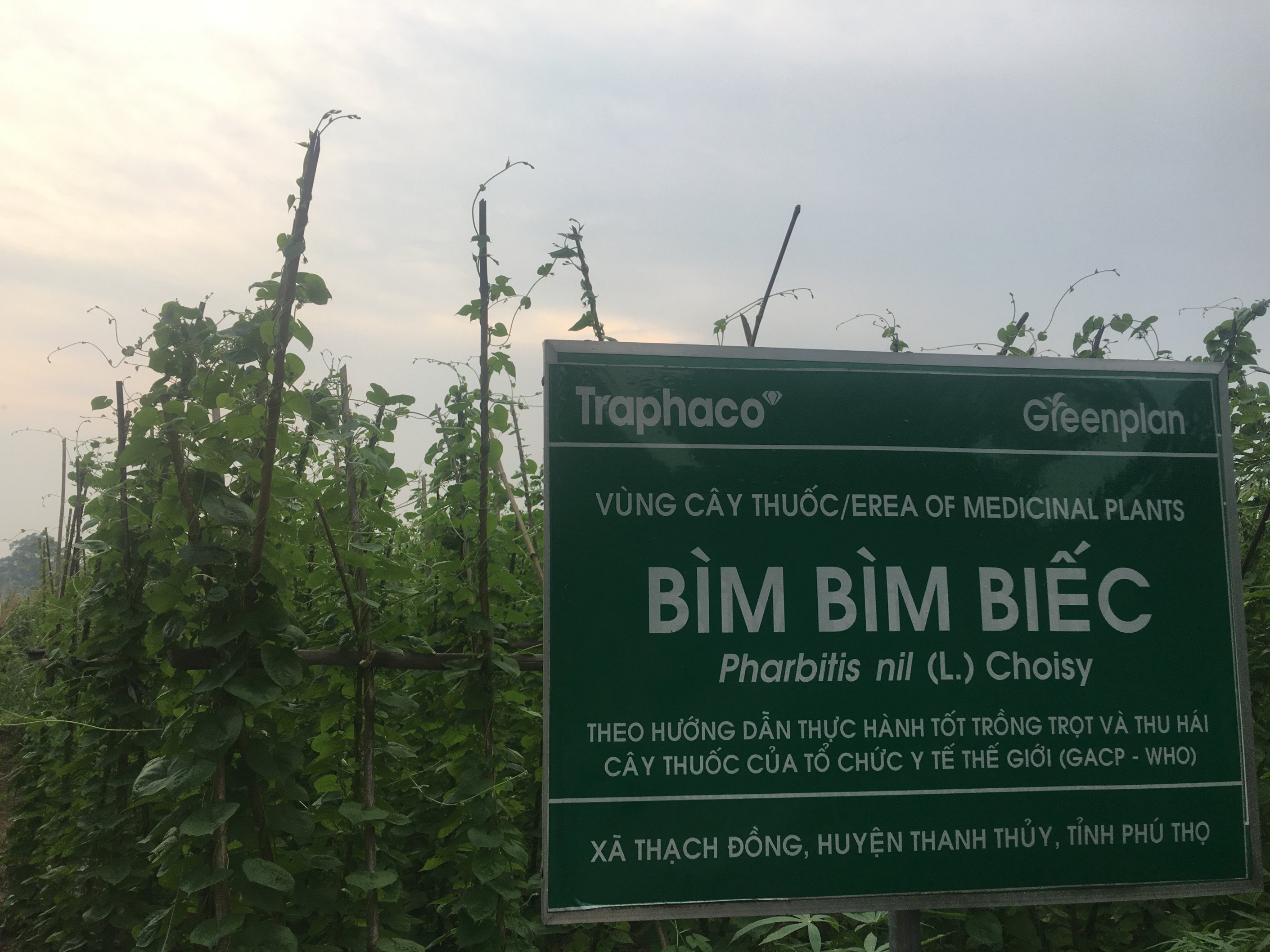 Trần Thị Hương Đại