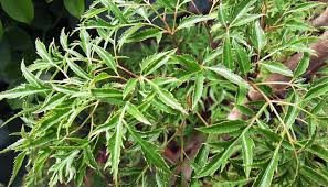 Hoàng Văn Trường