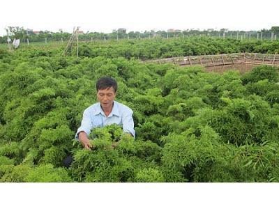 Nguyễn Văn Táy
