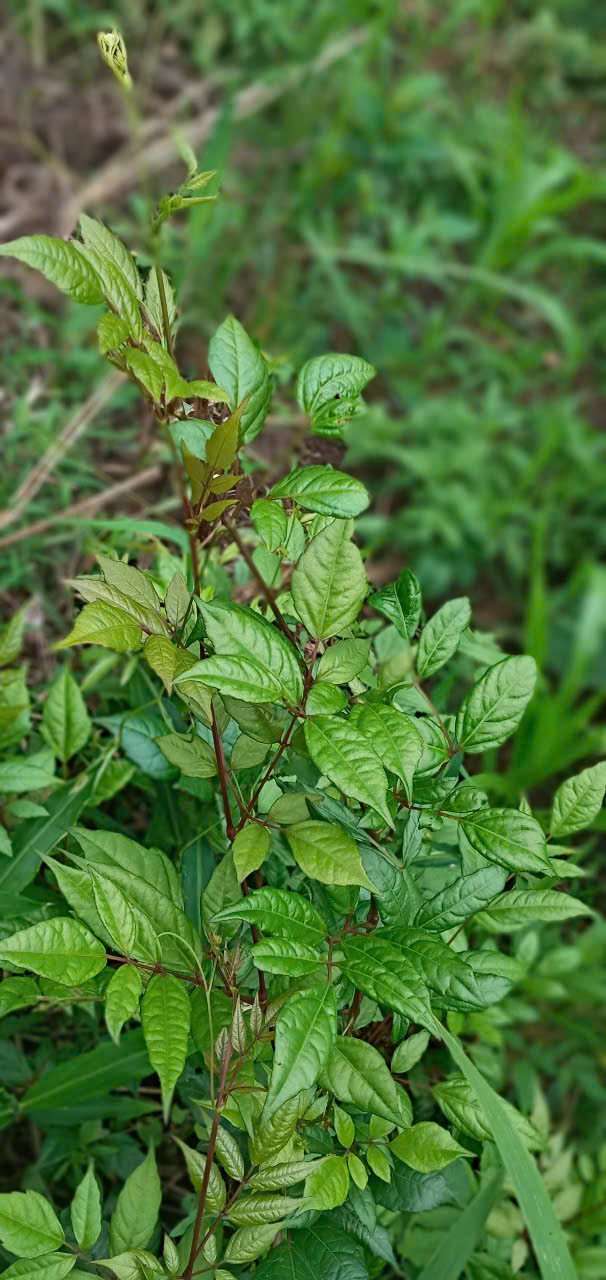 Dược liệu Chè dây
