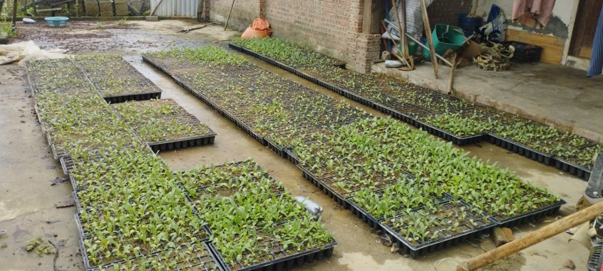 Giàng Thị Xúa