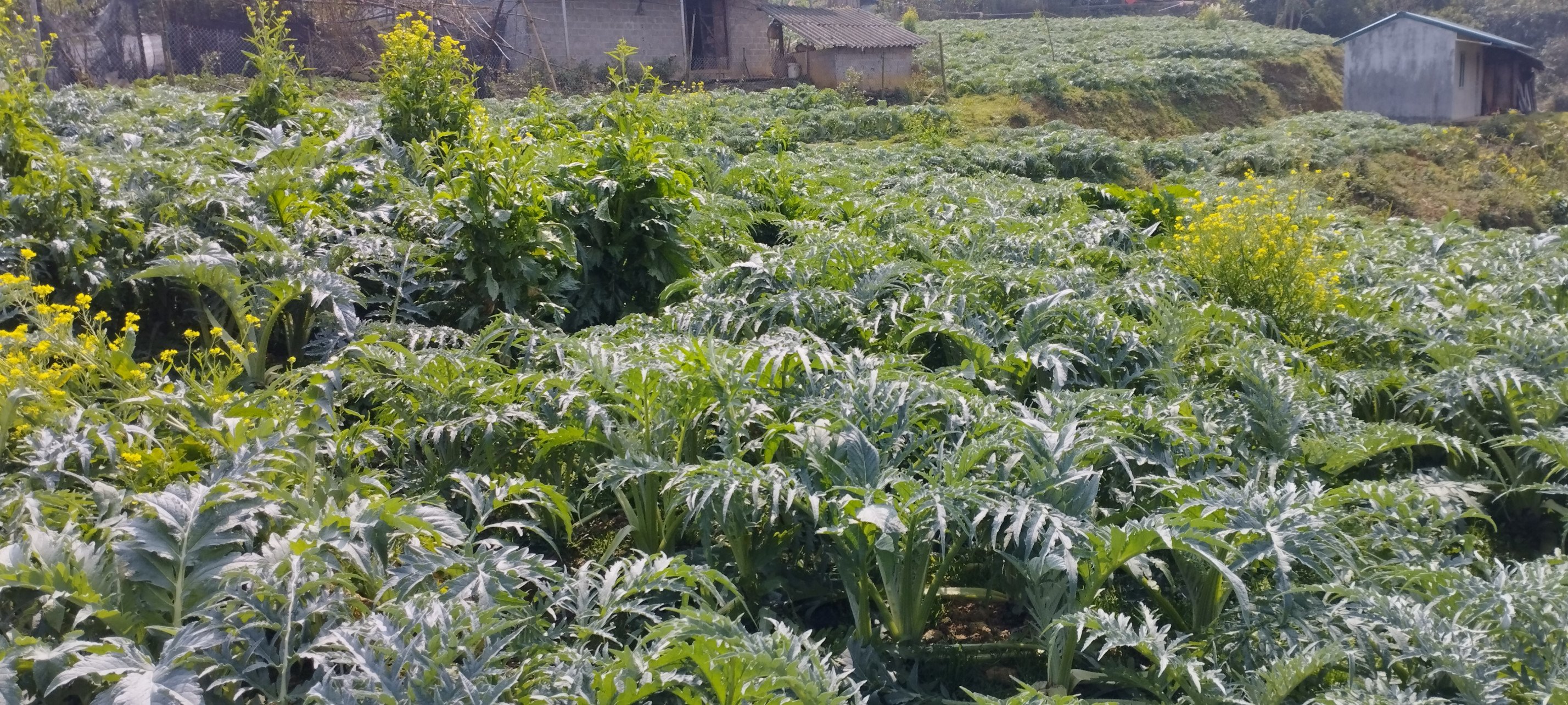 Giàng Thị Mỷ 160