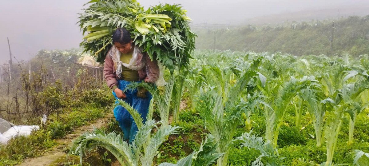 Vũ Thị Sao Mai