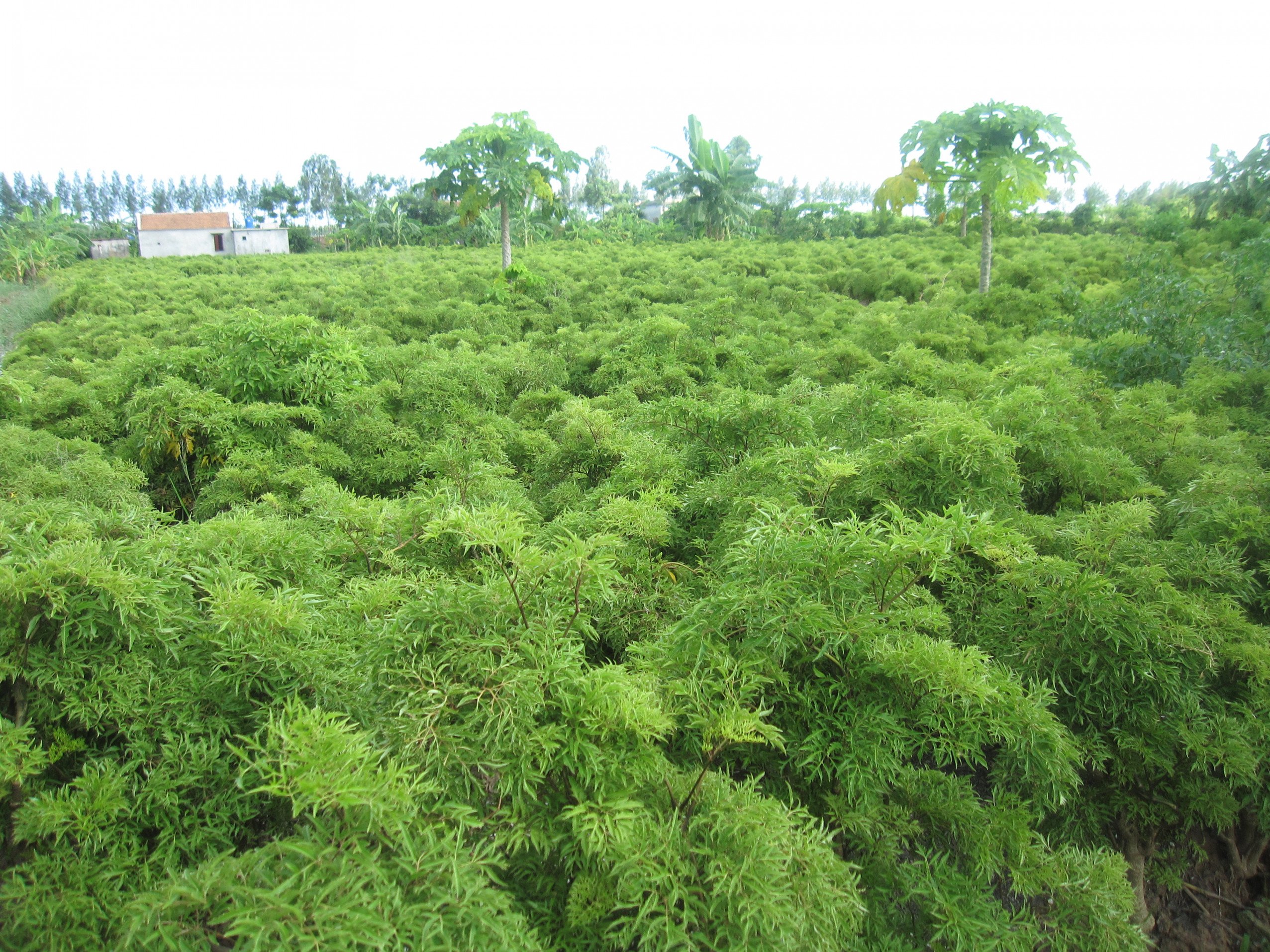 Phạm Thị Vui
