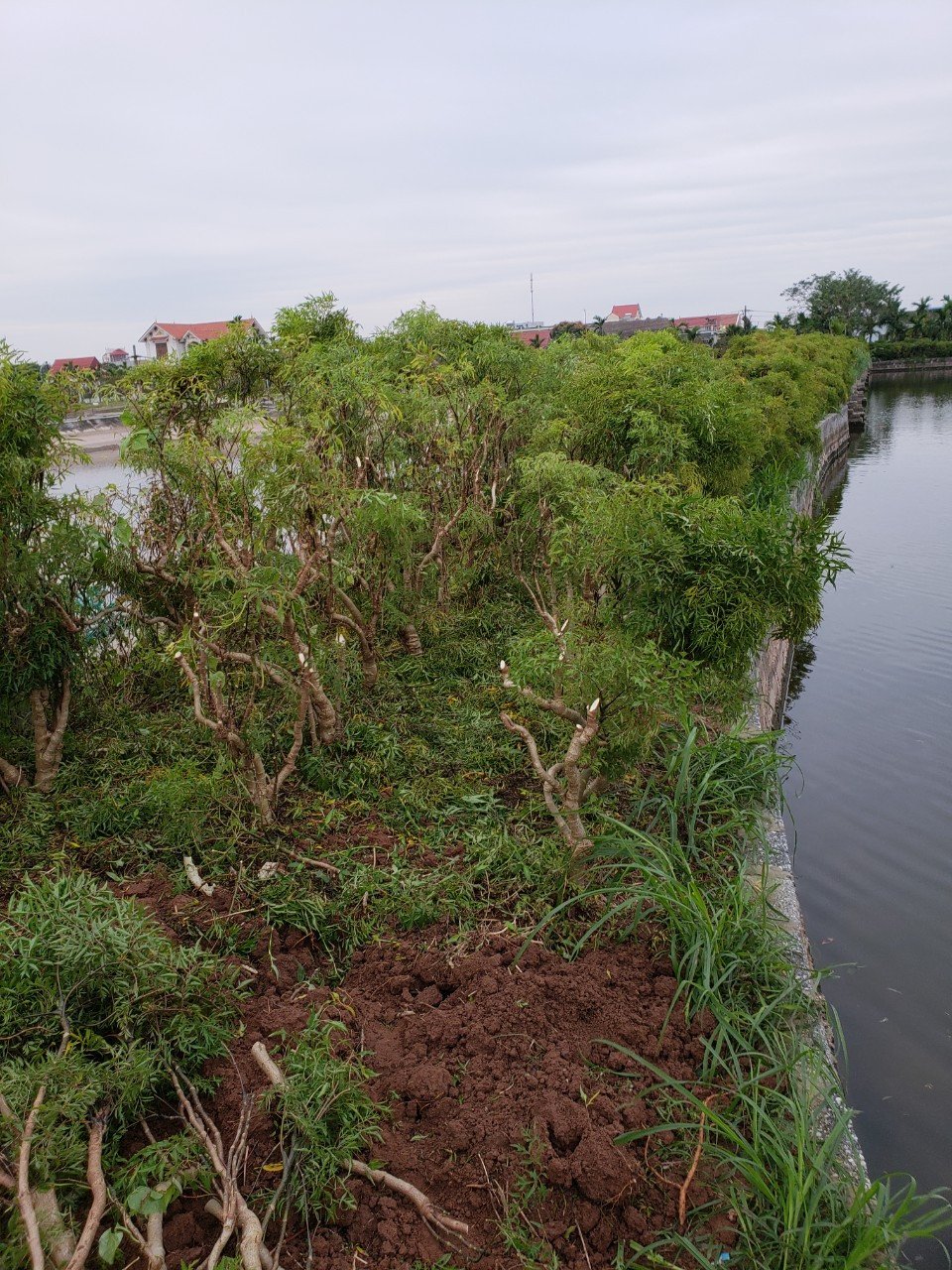 Ngô Văn Tĩnh