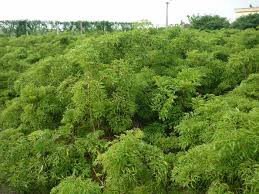 Vũ Văn Thỏa