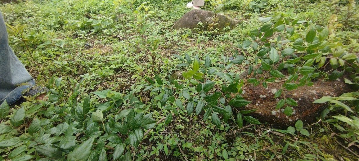 Lò Mùi Nảy